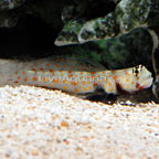 Orange Spotted Goby