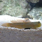 Bluespotted Watchman Goby 