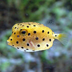 Cubicus Boxfish