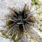 Longspine Urchin, Banded