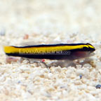 Golden Neon Goby