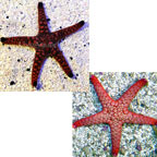 Indian Sea Star, Assorted