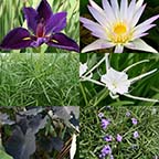 5x5 Tropical with Partial Shade Pond Plant Starter Pack