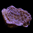 ORA® Aquacultured Blue Chalice Echinopora Coral