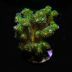 ORA® Aquacultured Green Pocillopora damicornis Coral