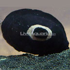 Keyhole Limpet Snail