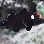  ORA® Captive-Bred Double Dot Domino Clownfish
