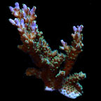 ORA® Aquacultured Purple Nana Acropora Coral