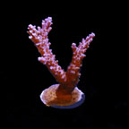ORA&reg; Aquacultured Plum Crazy Acropora Coral
