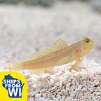  Captive-Bred Yellow Watchman Goby
