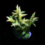 ORA® Aquacultured Ponape Birdsnest Coral