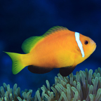 Blackfoot Clownfish