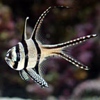 Tank-Bred Marine Fish