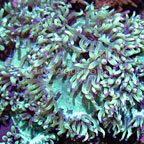 LPS Corals: LPS Stony Corals and other Hard Corals for the Aquarium