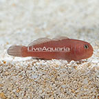Warthead Goby 
