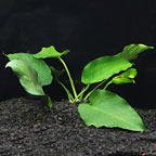 Anubias barteri Broad Leaf