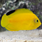 Yellow & Black Heraldi Angelfish 