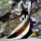 Threeband Pennant Butterflyfish