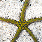 Brittle Sea Star, Fancy Yellow