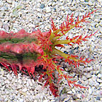 Spiny Sea Cucumber, Green w/Pink & Yellow