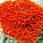 Bee Sponge