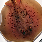 Chilean Round Stingray 