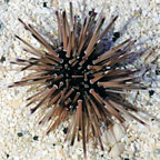 Shortspine Urchin 