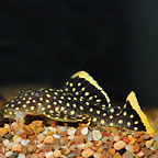 Plecostomus Fish: Plecos and other Catfish for Sale