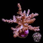 LiveAquaria® CCGC Aquacultured Taro Tree Coral