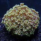 ORA® Aquacultured Marshall Island Long Polyp Goniopora Coral