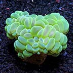 Bubble Coral, Green