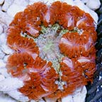 Rock Flower Anemone, Ultra