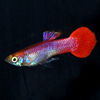 Red Coral Male Guppy