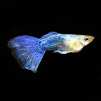 Turquoise Male Guppy