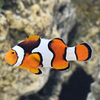 ORA® Captive-Bred Onyx True Percula Clownfish