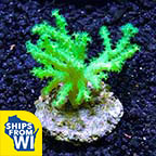 Yellow/Green Sinularia Coral