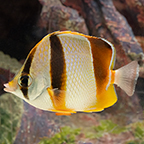 Three Banded Butterflyfish 