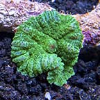 Metallic Green Rhodactis Mushroom Coral