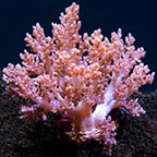 Tree Coral, Assorted 
