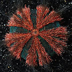 Red Tuxedo Urchin