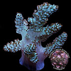 Corals For Sale: Rare Corals and other Marine Soft Corals Certified Captive Grown