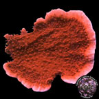 LiveAquaria® CCGC Aquacultured Red Candy Cap Coral