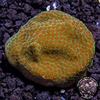 CCGC Aquacultured Orange Polyp Montipora Coral 