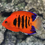 Dwarf Angelfish: Flame Angelfish and other Dwarf Angels