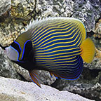 Angelfish for Sale: Saltwater Angelfish for the Home Aquarium