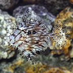Filefish Marine Fish