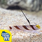 Hi Fin Red Banded Goby