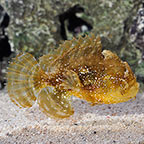 Sargassum Fish 