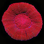 Australis Doughnut Coral