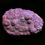 Chalice Coral, Bubble Gum